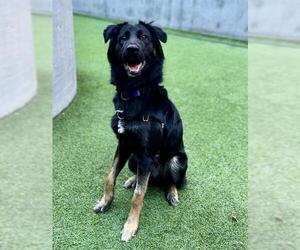 Mutt Dogs for adoption in San Francisco, CA, USA