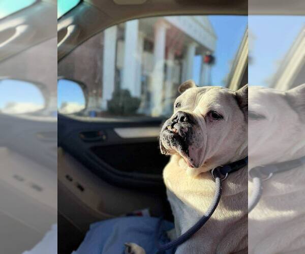 Medium Photo #3 Bulldog Puppy For Sale in New York, NY, USA