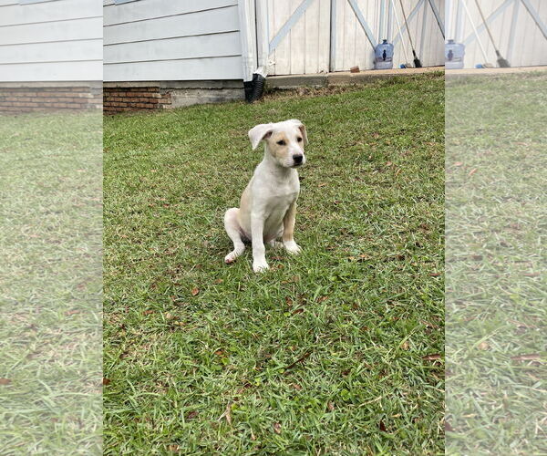 Medium Photo #2 Retriever -Unknown Mix Puppy For Sale in Mobile, AL, USA