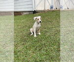 Small #1 Retriever  Mix