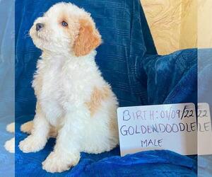 Goldendoodle (Miniature) Puppy for sale in CONVOY, OH, USA
