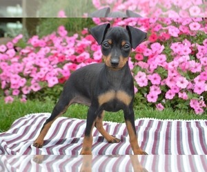 Medium Miniature Pinscher