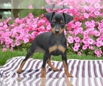 Puppy Bullet Miniature Pinscher