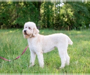 Mother of the Goldendoodle puppies born on 07/16/2021