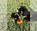 Small Photo #7 Bernedoodle Puppy For Sale in FLEMING ISLAND, FL, USA