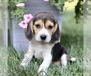 Beagle Puppy for sale in STRASBURG, PA, USA