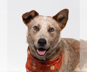 Mutt Dogs for adoption in Santa Barbara, CA, USA