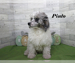 Pinto - Male Poodle (Toy) Puppy for Sale - Photo #18