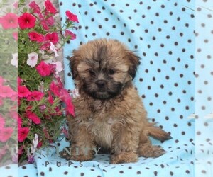 Zuchon Puppy for sale in RISING SUN, MD, USA