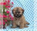 Small Zuchon