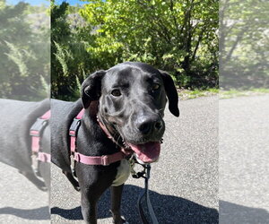 Eddie - Male Mutt Dog for Adoption - Photo #3