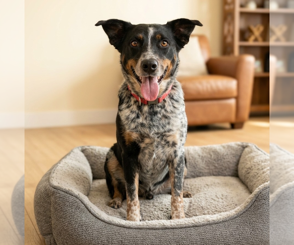 Medium Photo #1 Mutt Puppy For Sale in Vail, AZ, USA