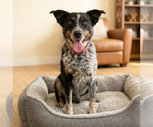 Mutt Dogs for adoption in Vail, AZ, USA