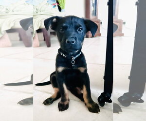 Australian Shepherd-Rottweiler Mix Dogs for adoption in Phoenix, AZ, USA