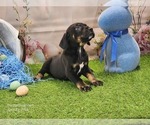 Small #7 Catahoula Leopard Dog