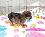 Small #12 Yorkipoo