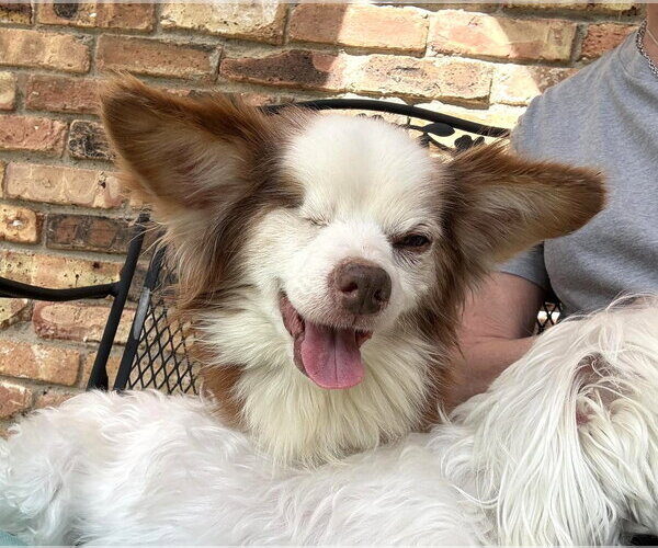 Medium Photo #2 Chihuahua-Unknown Mix Puppy For Sale in Boonton, NJ, USA