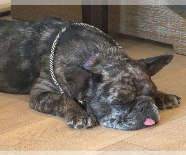 Medium Photo #2 French Bulldog-Unknown Mix Puppy For Sale in Lake Forest, CA, USA