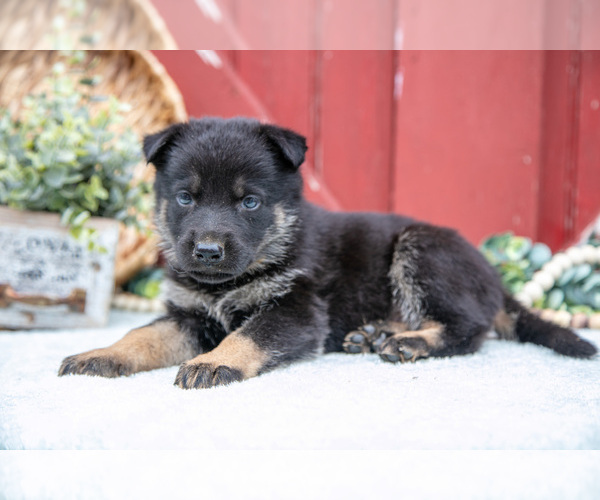 Medium Photo #46 German Shepherd Dog Puppy For Sale in PARKESBURG, PA, USA