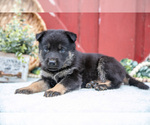 Small Photo #46 German Shepherd Dog Puppy For Sale in PARKESBURG, PA, USA