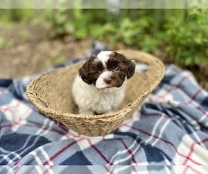 Havanese-Poodle (Toy) Mix Puppy for sale in CONROE, TX, USA