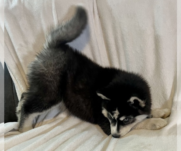 Medium Photo #10 Siberian Husky Puppy For Sale in ALTON, IL, USA