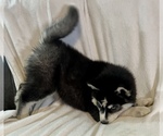 Small #9 Siberian Husky