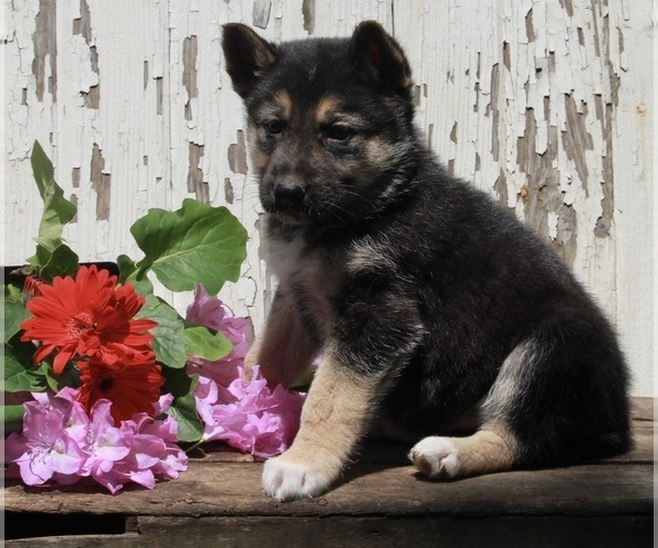 Medium Photo #2 German Shepherd Dog-Siberian Husky Mix Puppy For Sale in FREDERICKSBURG, OH, USA
