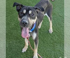 Shepradors Dogs for adoption in Las Vegas, NV, USA