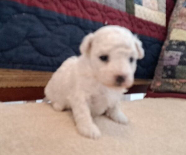 Medium Photo #4 Bichon Frise Puppy For Sale in PELHAM, NH, USA