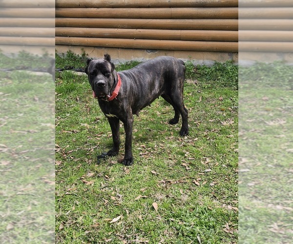 Medium Photo #1 Cane Corso Puppy For Sale in PITTSVIEW, AL, USA