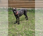 Small Photo #1 Cane Corso Puppy For Sale in PITTSVIEW, AL, USA