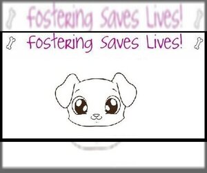 FOSTERS NEEDED!! - Female Labrador Retriever-Unknown Mix Dog for Adoption - Photo #2