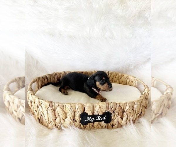 Medium Photo #3 Dachshund Puppy For Sale in DAVIS, CA, USA