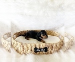 Small #2 Dachshund
