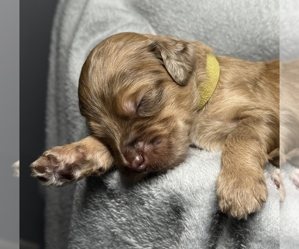 Medium Photo #5 Goldendoodle Puppy For Sale in HOWARD CITY, MI, USA