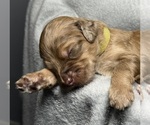 Small Photo #10 Goldendoodle Puppy For Sale in HOWARD CITY, MI, USA