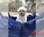 Small Photo #14 Maltese Puppy For Sale in OCKLAWAHA, FL, USA