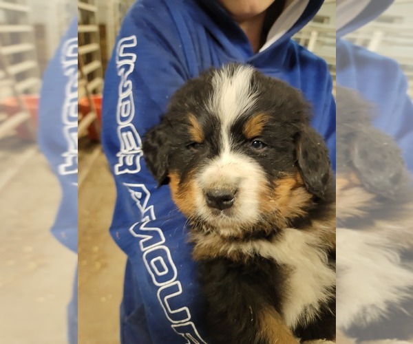 Medium Photo #1 Bernese Mountain Dog Puppy For Sale in PAXTON, IL, USA