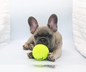 French Bulldog Puppy for sale in REDMOND, WA, USA