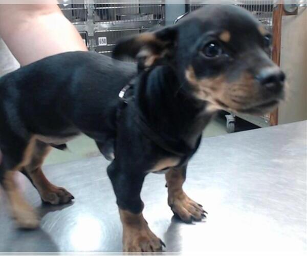 Medium Photo #5 Doxie-Pin Puppy For Sale in Los Angeles, CA, USA