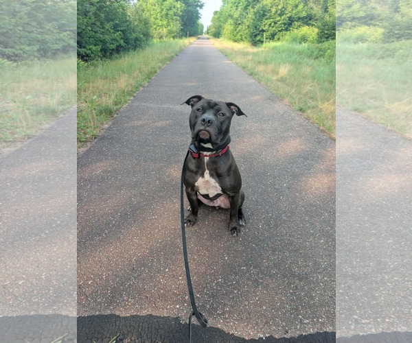 Medium Photo #2 American Pit Bull Terrier-Unknown Mix Puppy For Sale in Duluth, MN, USA