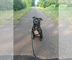 Small #1 American Pit Bull Terrier Mix