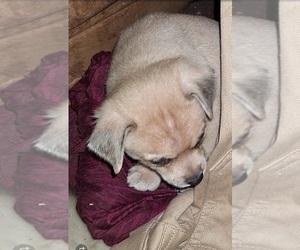 Chipin Puppy for sale in CRESWELL, OR, USA
