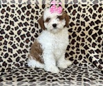 Small Photo #2 Cavapoo Puppy For Sale in LAKELAND, FL, USA