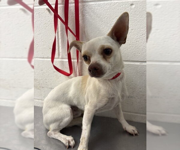 Medium Photo #1 Chihuahua Puppy For Sale in San Bernardino, CA, USA