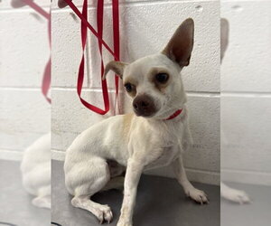 Chihuahua Dogs for adoption in San Bernardino, CA, USA