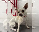 Small Chihuahua