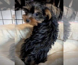 Yorkshire Terrier Puppy for sale in BREMERTON, WA, USA