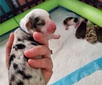 Puppy Ripley Miniature Australian Shepherd